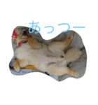 まるまるポメ（個別スタンプ：4）