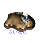 まるまるポメ（個別スタンプ：5）