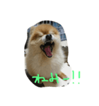 まるまるポメ（個別スタンプ：8）