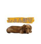 ろきちゃんの日常（個別スタンプ：33）