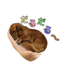 ろきちゃんの日常（個別スタンプ：36）