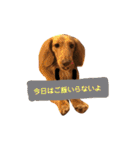 ろきちゃんの日常（個別スタンプ：38）