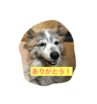 コロちゃんセット（個別スタンプ：2）