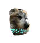 コロちゃんセット（個別スタンプ：4）