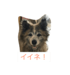 コロちゃんセット（個別スタンプ：7）