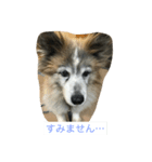 コロちゃんセット（個別スタンプ：8）