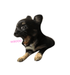たあちゅんのdog's Life（個別スタンプ：1）