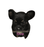 たあちゅんのdog's Life（個別スタンプ：6）