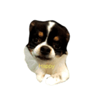 たあちゅんのdog's Life（個別スタンプ：7）