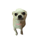 たあちゅんのdog's Life（個別スタンプ：8）