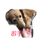ミニチュアダックスフンドのマロン 3（個別スタンプ：1）