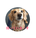 ミニチュアダックスフンドのマロン 3（個別スタンプ：2）