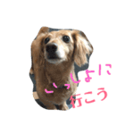 ミニチュアダックスフンドのマロン 3（個別スタンプ：8）