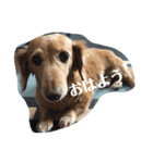 ミニチュアダックスフンドのマロン 3（個別スタンプ：12）
