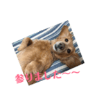 ミニチュアダックスフンドのマロン 3（個別スタンプ：15）