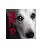 御先祖のペチュニア様（個別スタンプ：2）
