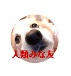 御先祖のペチュニア様（個別スタンプ：5）