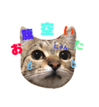 猫と飼い主（個別スタンプ：4）