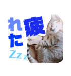 猫と飼い主（個別スタンプ：6）