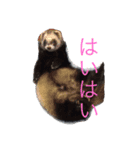 村上家のペット（個別スタンプ：4）
