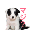 村上家のペット（個別スタンプ：7）