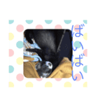 村上家のペット（個別スタンプ：8）