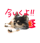 らぶいアンジェリー（個別スタンプ：1）