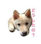 すももデイリーすたんぷ（個別スタンプ：1）