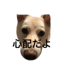 すももデイリーすたんぷ（個別スタンプ：4）