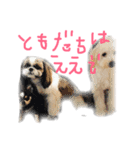 大阪弁のポメプーはなちゃん（個別スタンプ：1）
