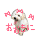 大阪弁のポメプーはなちゃん（個別スタンプ：6）