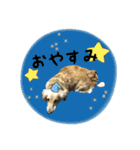 愛犬ピーちゃん（個別スタンプ：2）