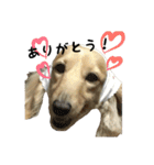 愛犬ピーちゃん（個別スタンプ：3）