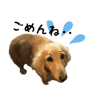 愛犬ピーちゃん（個別スタンプ：4）