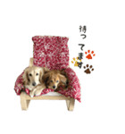 愛犬ピーちゃん（個別スタンプ：5）