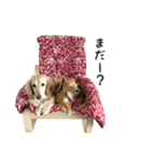 愛犬ピーちゃん（個別スタンプ：6）