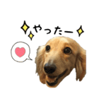 愛犬ピーちゃん（個別スタンプ：7）