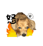 愛犬ピーちゃん（個別スタンプ：8）