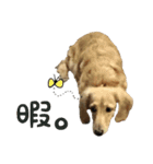 愛犬ピーちゃん（個別スタンプ：10）