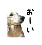 愛犬ピーちゃん（個別スタンプ：11）