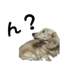 愛犬ピーちゃん（個別スタンプ：12）