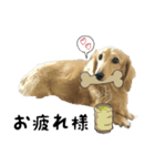 愛犬ピーちゃん（個別スタンプ：13）