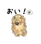 愛犬ピーちゃん（個別スタンプ：15）