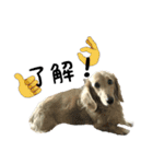 愛犬ピーちゃん（個別スタンプ：19）