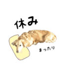愛犬ピーちゃん（個別スタンプ：20）