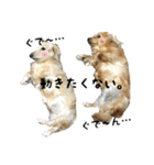 愛犬ピーちゃん（個別スタンプ：24）