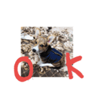 コーギー犬 ここちゃん（個別スタンプ：1）