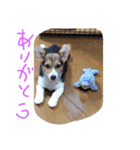 コーギー犬 ここちゃん（個別スタンプ：2）