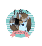 コーギー犬 ここちゃん（個別スタンプ：3）