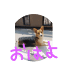 コーギー犬 ここちゃん（個別スタンプ：4）
